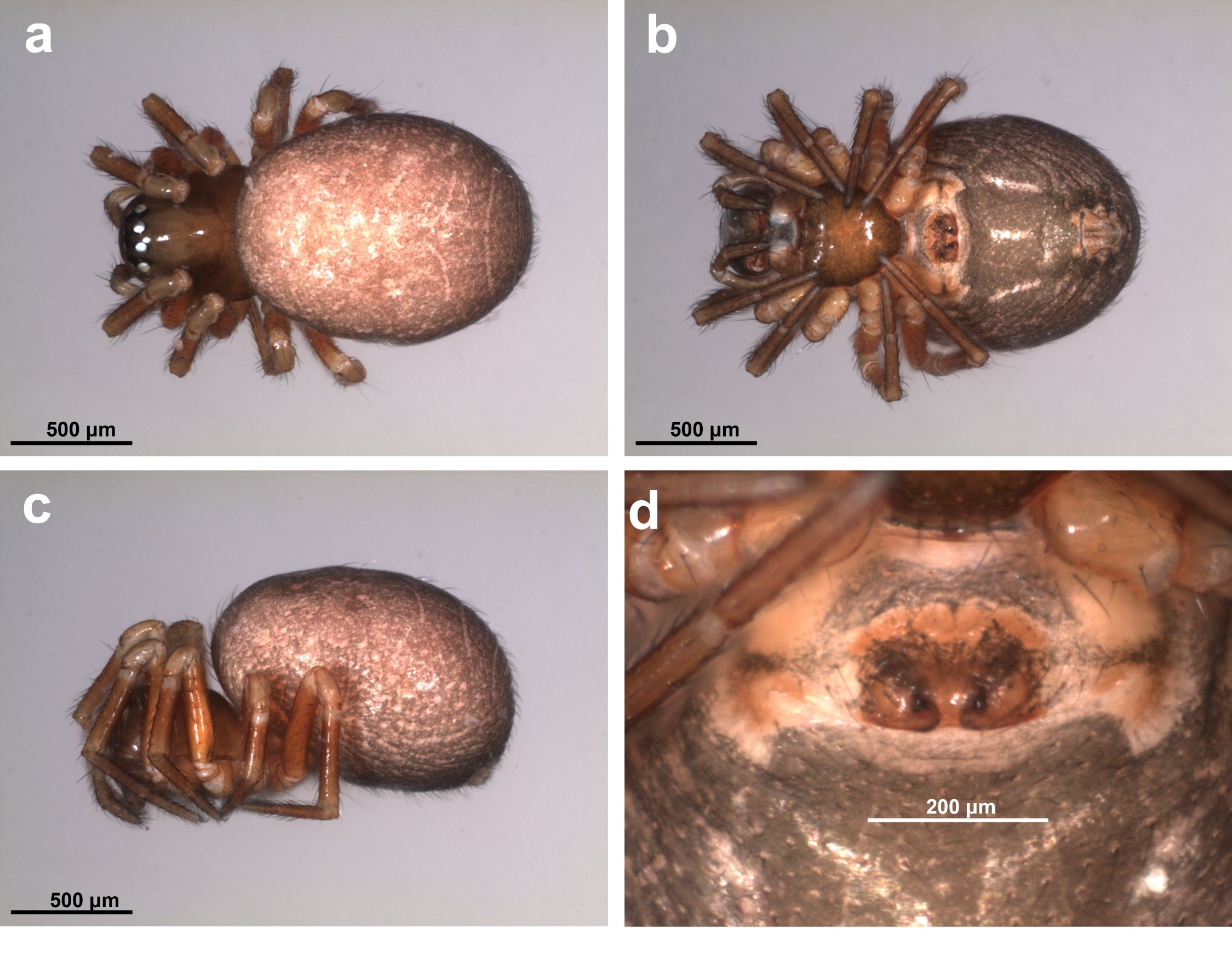 Fig. 3. Microctenonyx subitaneus (female MACN-Ar 40601).  a. Habitus, dorsal view, b. Same, ventral view, c. Same, lateral view, d. Epigynum, ventral view.