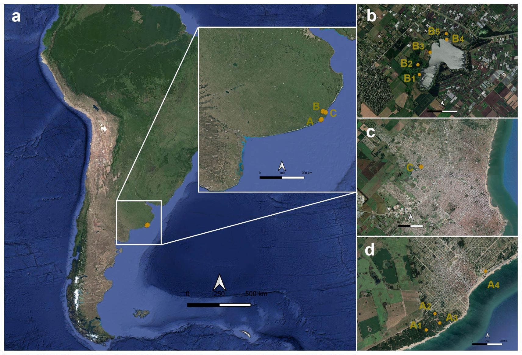 Fig. 1. Collecting sites. a. Geographic localization of the collecting localities, b. collecting stations in Laguna de los Padres (codes as in text), c. collecting station in Monte Varela, Mar del Plata, d. collecting stations in Miramar.