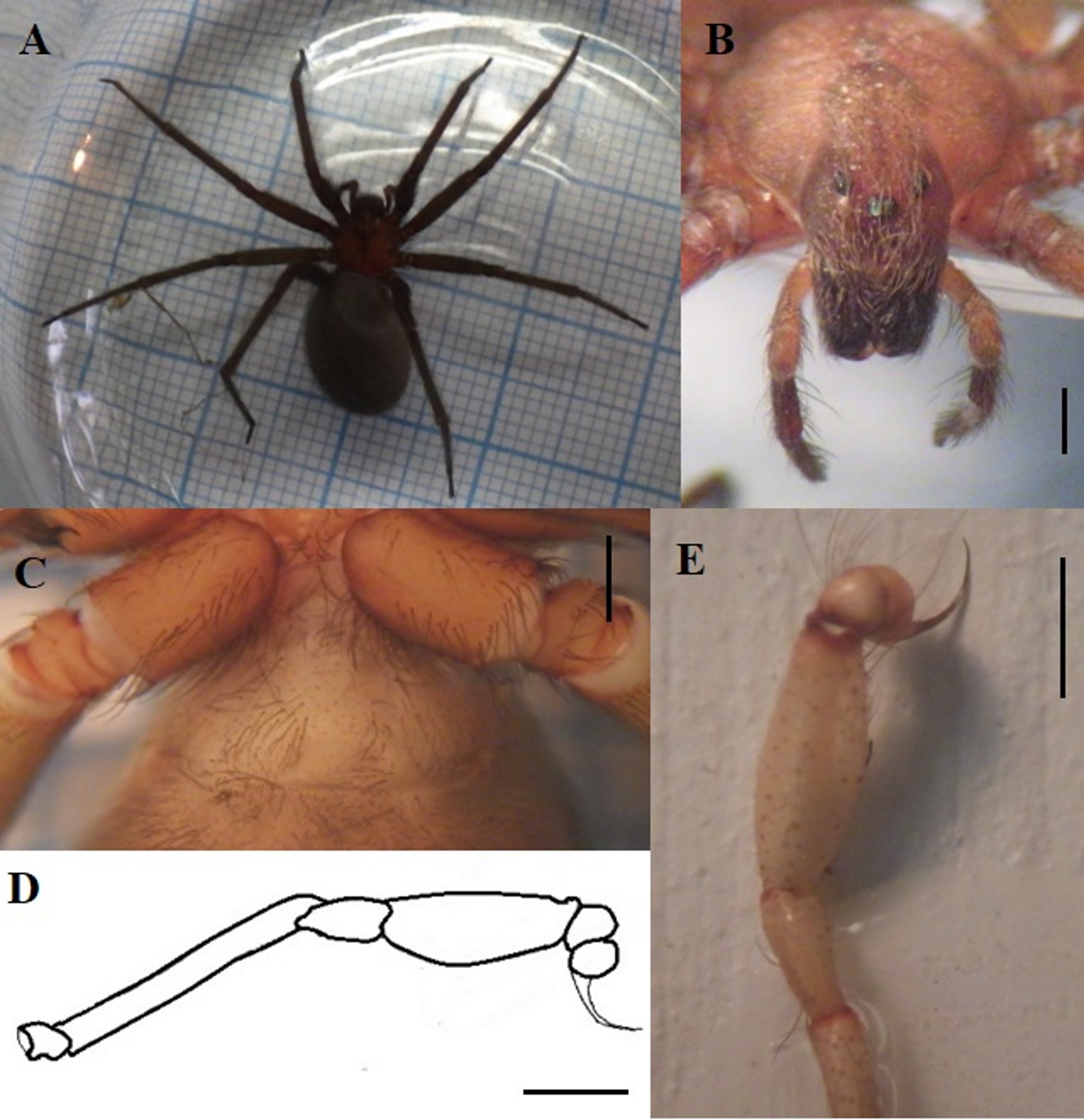 Fig.1. Loxosceles laeta. A. Live female from Punta Arenas, habitus. B. female from Coyhaique, cephalothorax, frontal view, showing eye disposition violin pattern. C. Female from Punta Arenas, external view of epygynum. D. Schematic illustration of male pedipalp in lateral view. from Ays&eacute;n specimen. E. Detail of male pedipalp from Punta Arenas specimen, ventrolateral view.