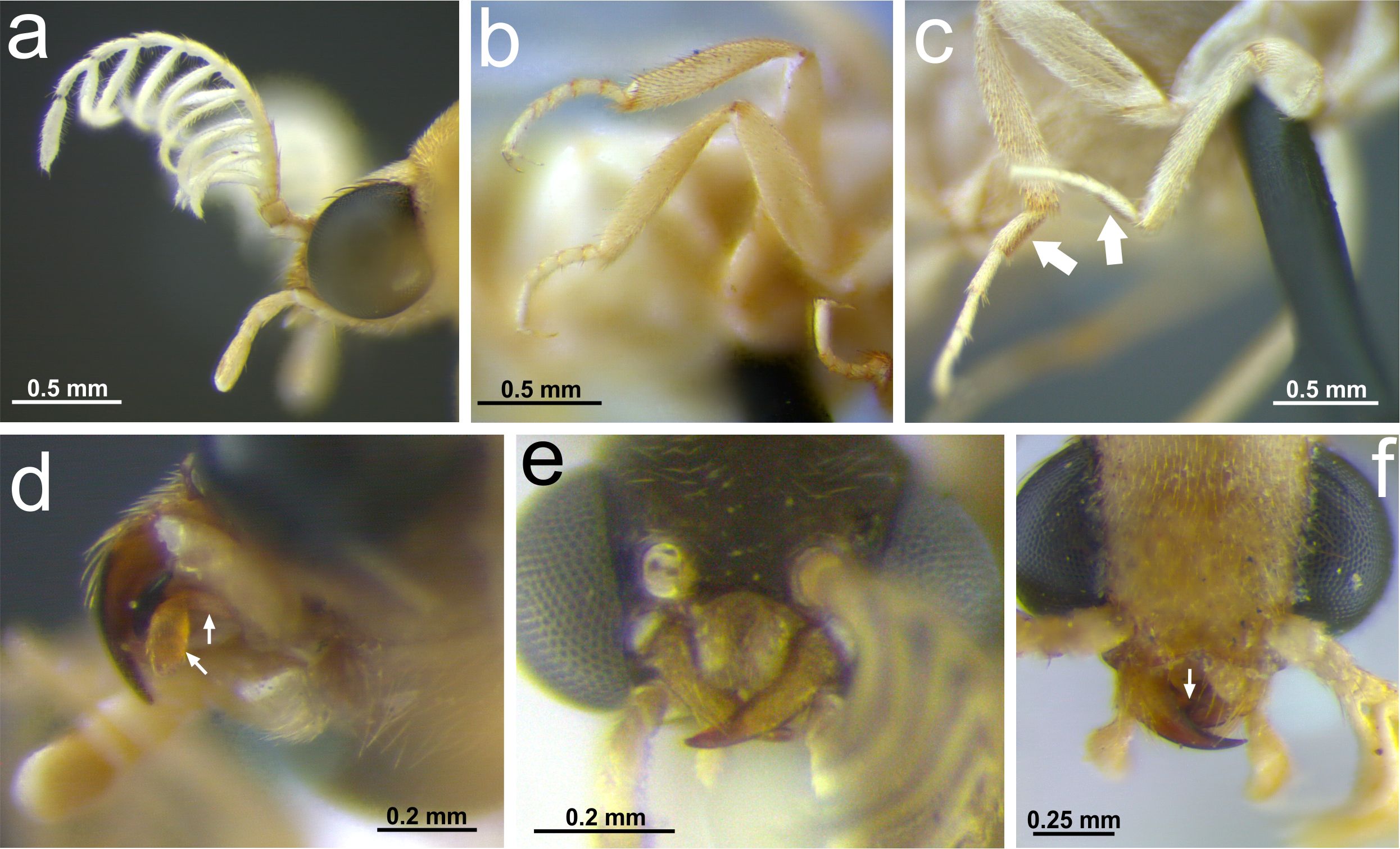 Fig. 1. a. Antena de Oxymastinocerus unicolor. b. Tarsos de Oxymastinocerus unicolor. c. Tarsos de Mastinomorphus atacamensis (peines indicados). d. Palpo labial de Mastinomorphus atacamensis (segmentos del palpo indicados). e. Mand&iacute;bulas de Neophengus huantaensis. f. Mand&iacute;bulas de Oxymastinocerus unicolor (diente indicado).