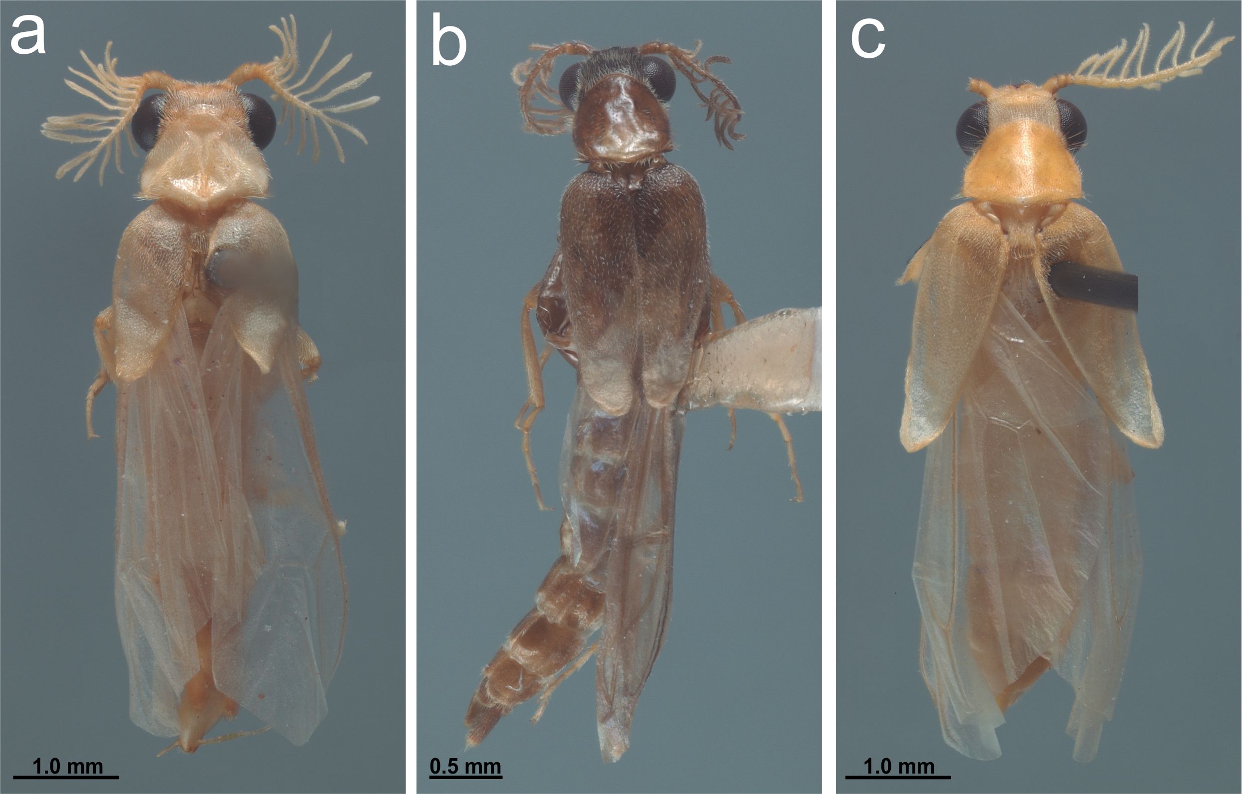 Fig. 2. H&aacute;bito dorsal de a. Mastinomorphus atacamensis, b. Neophengus huantaensis y c. Oxymastinocerus unicolor.