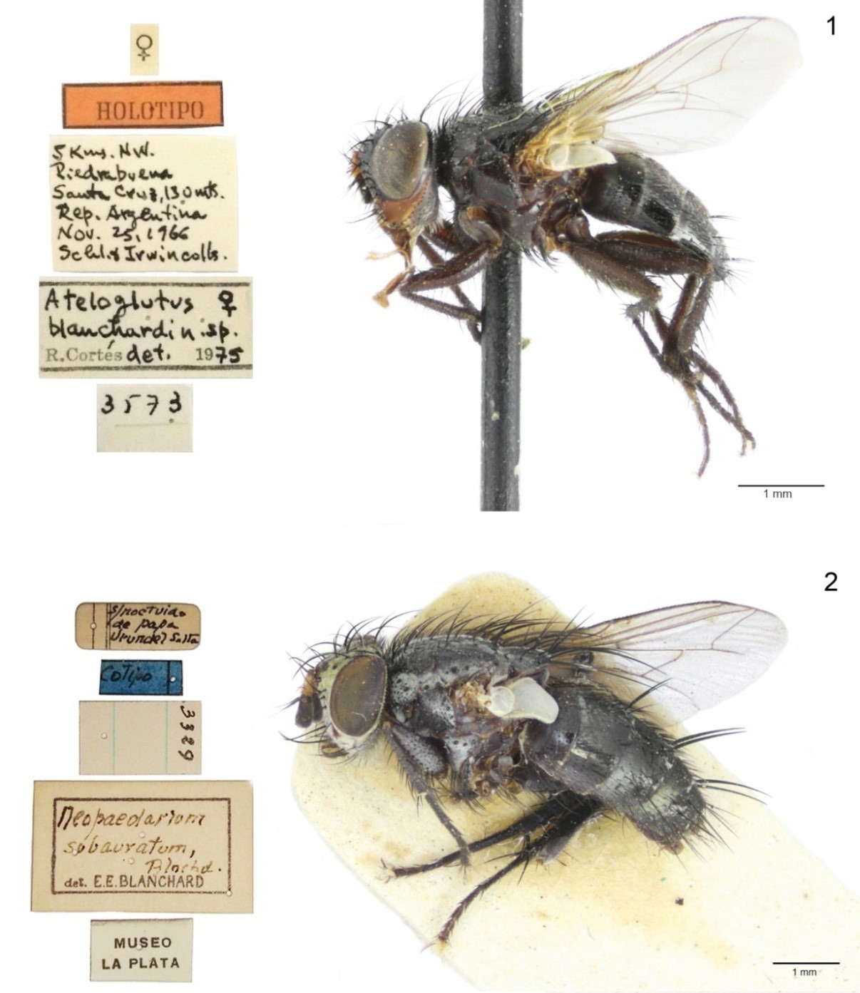 Fig. 1&ndash;2. Tachinidae type specimens of the Museo de La Plata. 1. Ateloglutus blanchardi Cort&eacute;s in lateral view with author&rsquo;s holotype labels, 2. Neopaedarium subauratum Blanchard in lateral view with author&rsquo;s syntype labels.