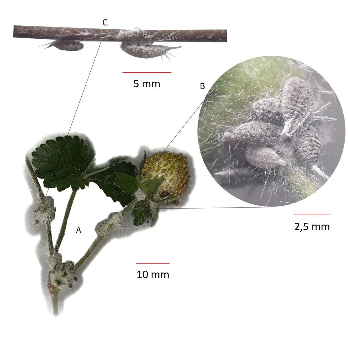 Fig. 1. Asociaci&oacute;n Ferrisia meridionalis - Duchesnea indica f. albocaput. A: vista general, B: detalle de la disposici&oacute;n de hembras adultas sobre &oacute;rganos reproductivos (base del recept&aacute;culo y de piezas del epicalix), C: disposici&oacute;n sobre piezas vegetativas (colonizaci&oacute;n de estolones).