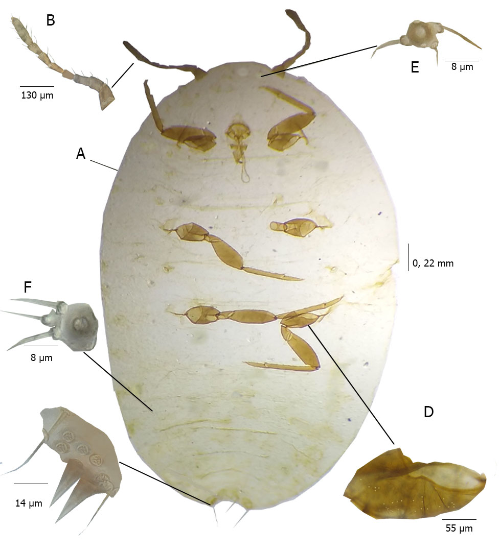 Fig. 2. Ferrisia meridionalis: A: Hembra adulta, B: antena, C: cerario anal, D: metacoxa con poros, E: anillo de conducto anterior, F: anillo de conducto posterior.