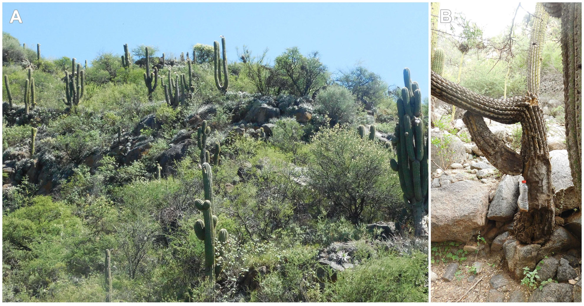 Fig. 1. Collecting environment in San Agust&iacute;n de Valle F&eacute;rtil, San Juan, Argentina. A. columnar cacti belonging to the species Echinopsis terscheckii. B. Banana bait pending on an E. terscheckii.