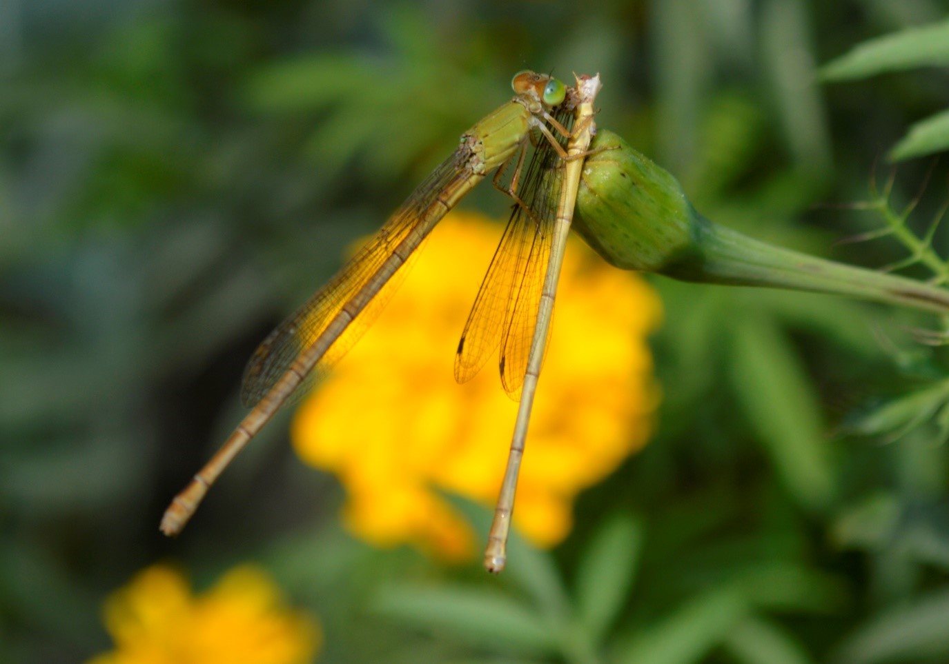 Fig. 1. Female Ceriagrion coromandelianum devouring a conspecific male on January 12th, 2014 (Near Bara Solemanpur Village, Purba Medinipur district, West Bengal, India)