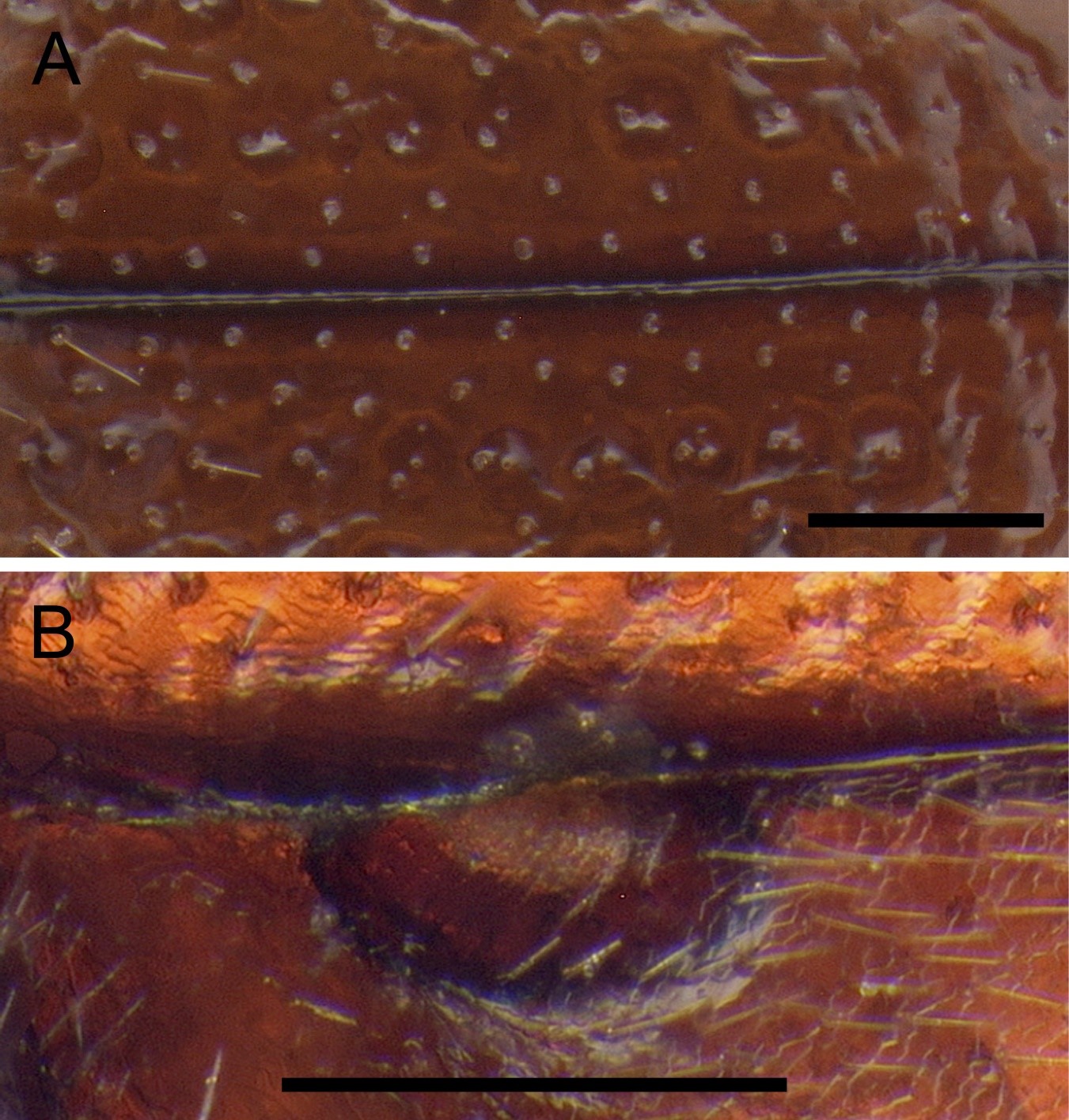 Fig, 6. Xenocotylus latifrons gen. n. and sp. n. A. Close-up of elytral punctation. B. Close-up of metepisternal cavity.