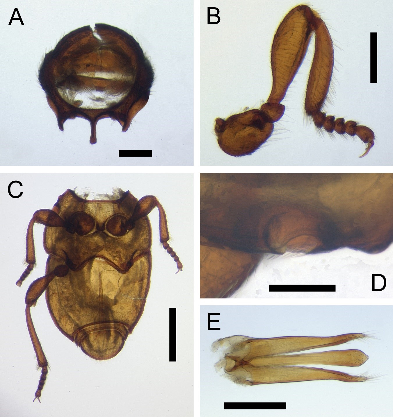 Fig. 3. Xenocotylus latifrons gen. n. and sp. n. A. Prothorax, frontal view. B. Fore leg, frontal view. C. Meso-, meta-, and abdominal ventrites (note female genitalia partially visible through the cuticle surface. D. Close-up of cavity on the metepisternum. E. Aedeagus, ventral view.