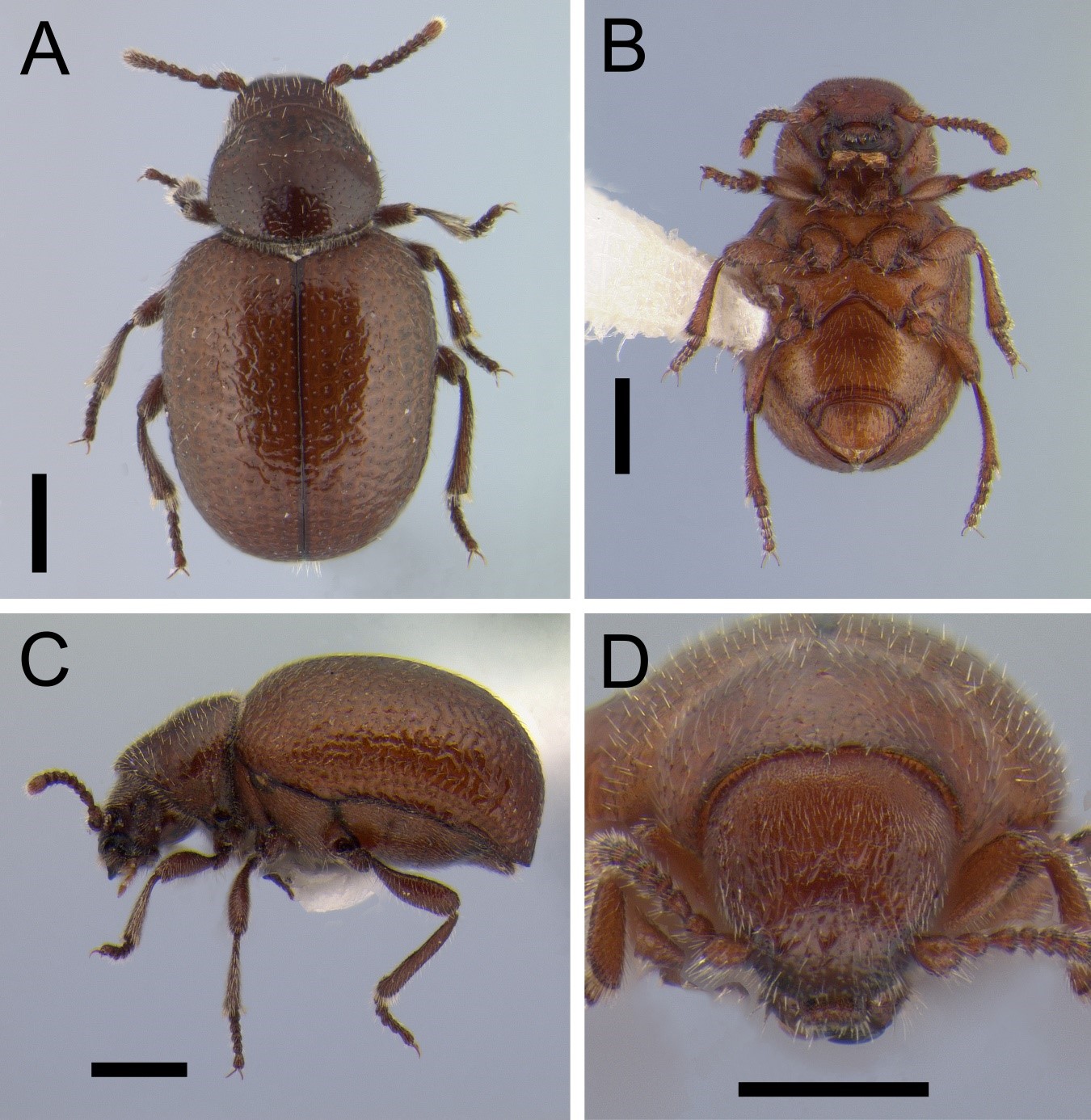 Fig. 1.  Xenocotylus latifrons gen. n. and sp. n. A. Dorsal habitus. B. Ventral habitus. C. Lateral view. D. Frontal view.