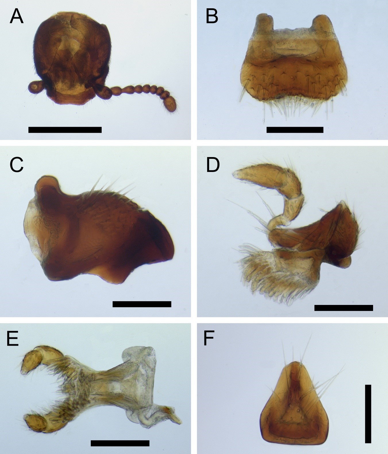 Fig. 2. Xenocotylus latifrons gen. n. and sp. n. A. Head, dorsal view. B. Labrum, dorsal view. C. Mandible, lateral view. D. Maxilla, dorsal view. E. Labium, dorsal view. F. Mentum, ventral view.