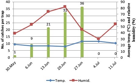 Fig. 1. Number of Archips rosana individuals captured weekly in Sivasli.