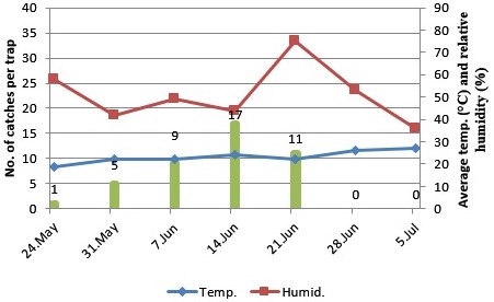 Fig. 2. Number of Archips rosana individuals captured weekly in Civril.