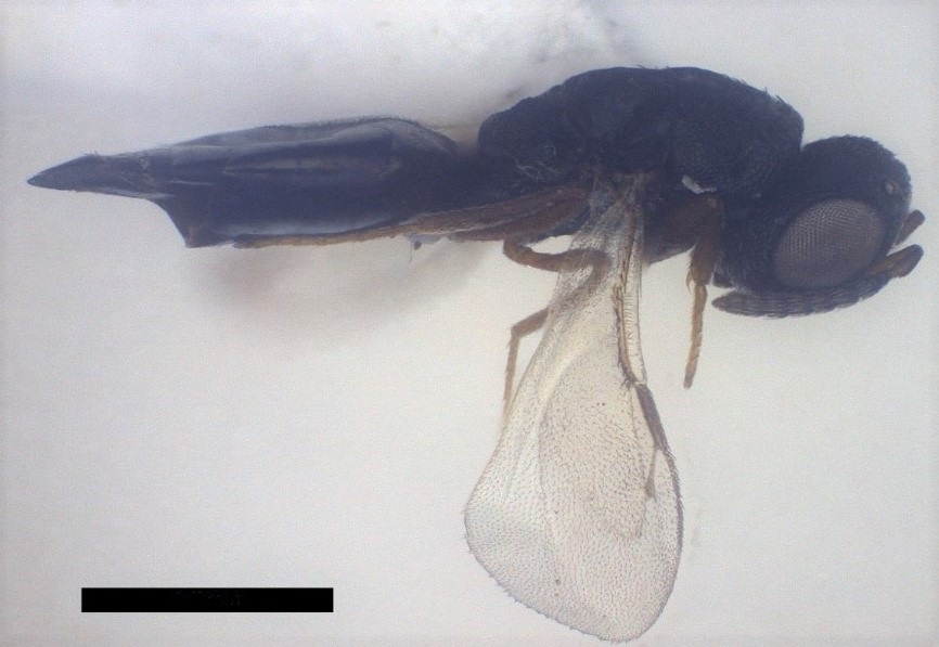 Fig. 1. Side view of Pachycrepoideus vindemmiae collected in Argentina.