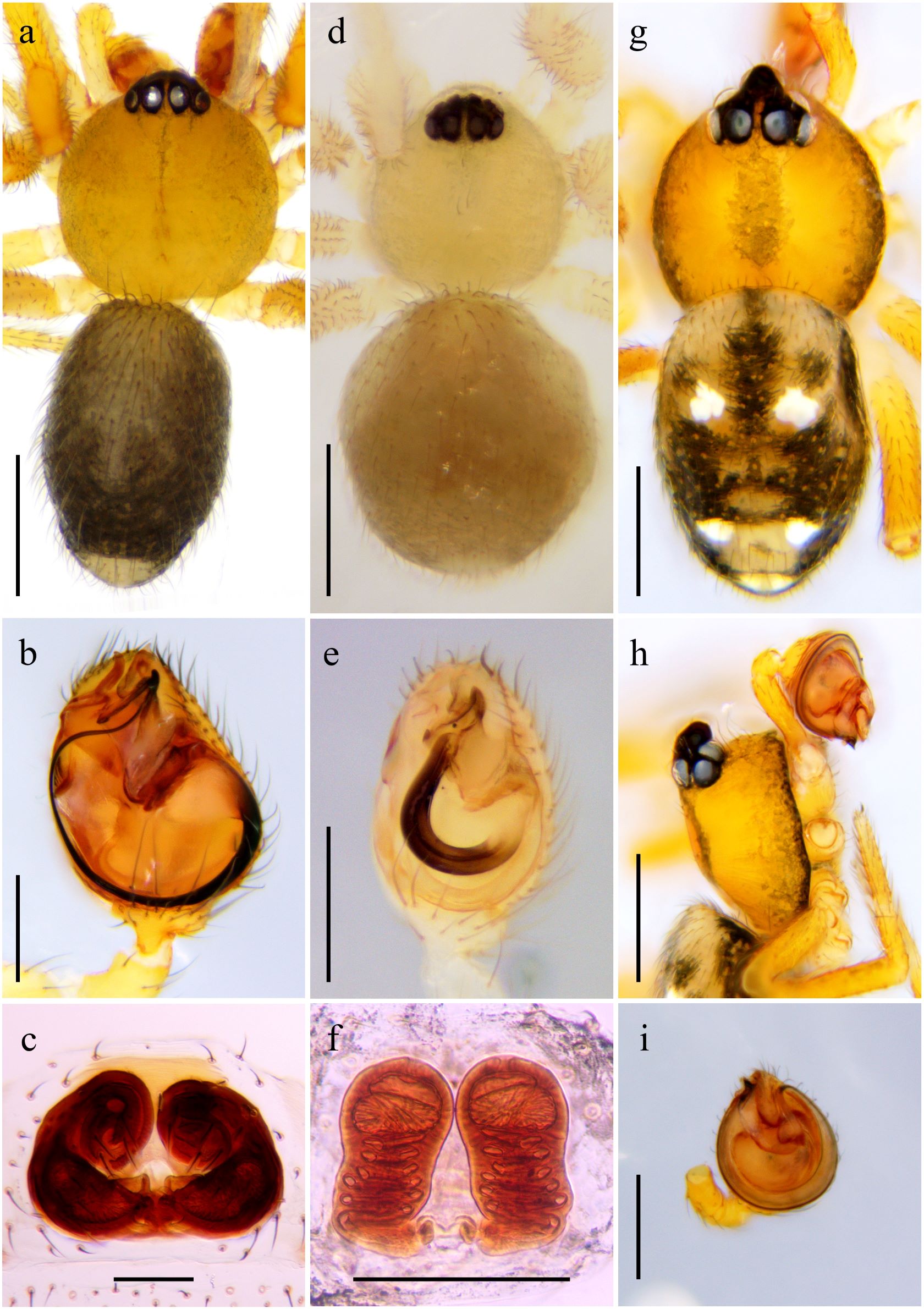 Fig. 1. Stemmops spp. a. S. bicolor, habitus del macho, vista dorsal. b. S. bicolor, pedipalpo, vista ventral. c. S. bicolor, epigineo, vista dorsal. d. S. cambridgei, habitus del macho, vista dorsal. e. S. cambridgei, pedipalpo, vista ventral. f. S. lina, epigineo, vista dorsal. g. S. lina, habitus del macho, vista dorsal. h. S. lina, habitus del macho, vista lateral i. S. lina, pedipalpo, vista ventral.