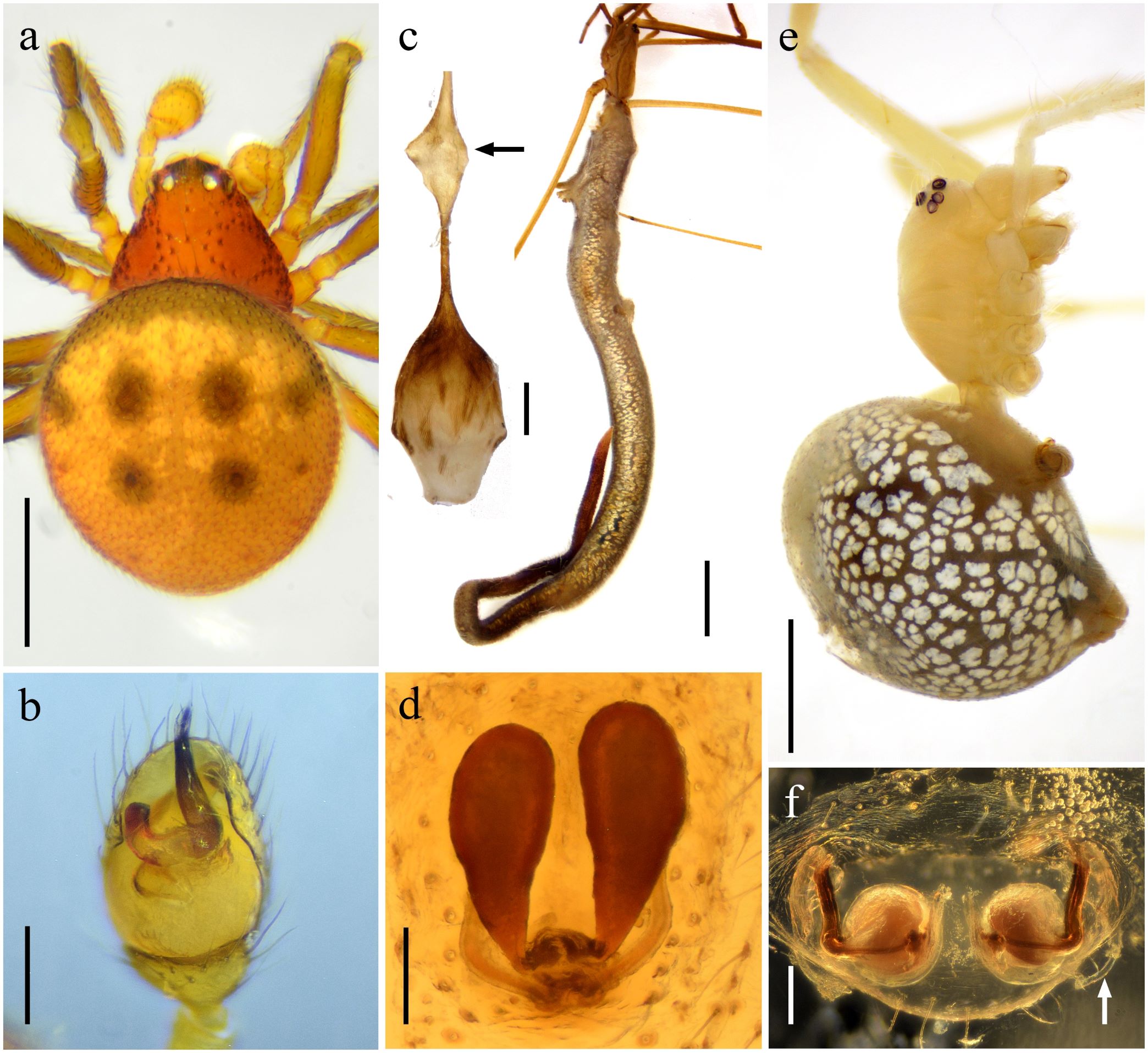 Fig. 2. a. Wirada mexicana, habitus del macho, vista dorsal. b. W. mexicana, pedipalpo, vista ventral. c. Ariamnes mexicanus, habitus de la hembra y ovisaco, vista lateral. d. A. mexicanus, epigineo, vista dorsal. e. Homalometa nigritarsis, habitus de la hembra, vista dorsal. f. H. nigritarsis, epigineo, vista dorsal.