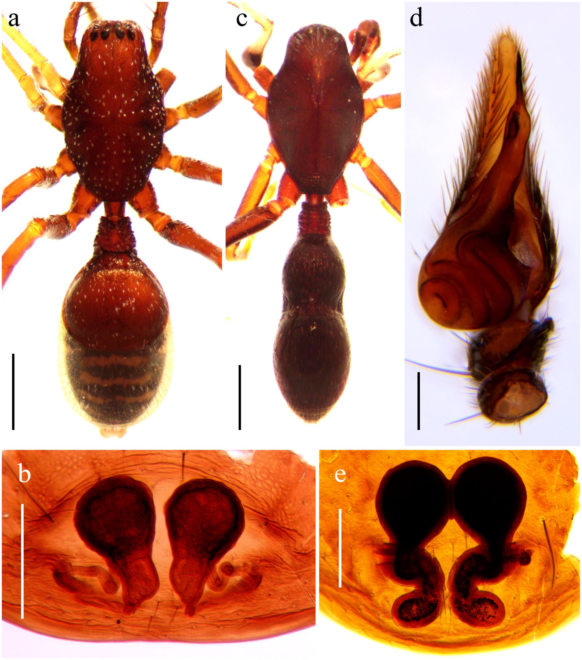 Fig. 3. Mazax spp. a. M. pax, habitus de la hembra, vista dorsal. b. M. pax, epigineo, vista dorsal. c. M. ajax, habitus del macho, vista dorsal. d. M. ajax, pedipalpo, vista ventral. c. M. ajax, epigineo, vista dorsal.