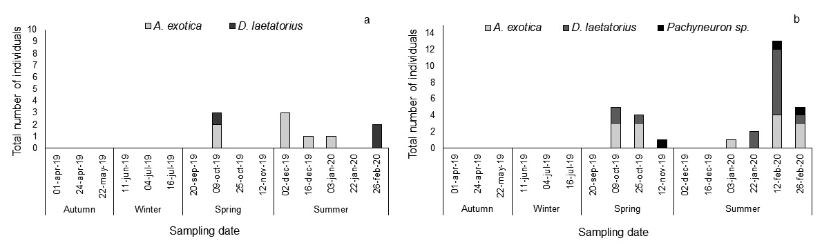 Fig. 3. Total number of healthy immature stages of A. exotica and parasitized by D. laetatorius and Pachyneuron sp. in the (a) lettuce crop and (b) broccoli crop.