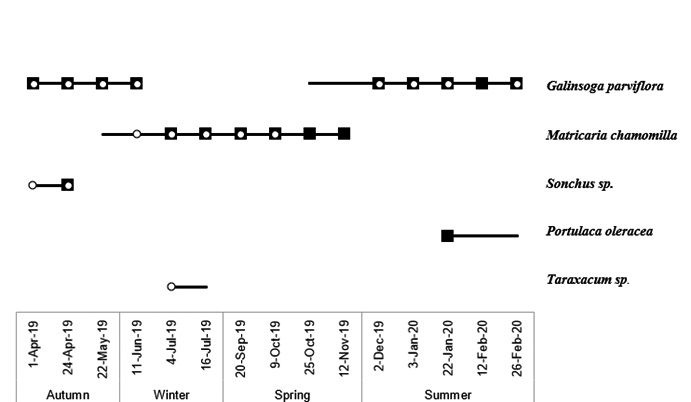Fig. 4. Presence of Allograpta exotica (black squares) and Toxomerus duplicatus (white circles) on wild plants in bloom (black lines) adjacent to the lettuce and broccoli crops throughout the year in one horticultural farm in La Plata, Buenos Aires, Argentina.