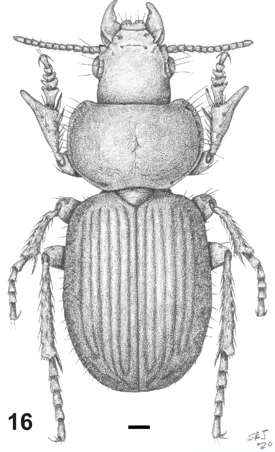 Fig. 16. Vista dorsal del macho de Cnemalobus gustavoi n. sp.