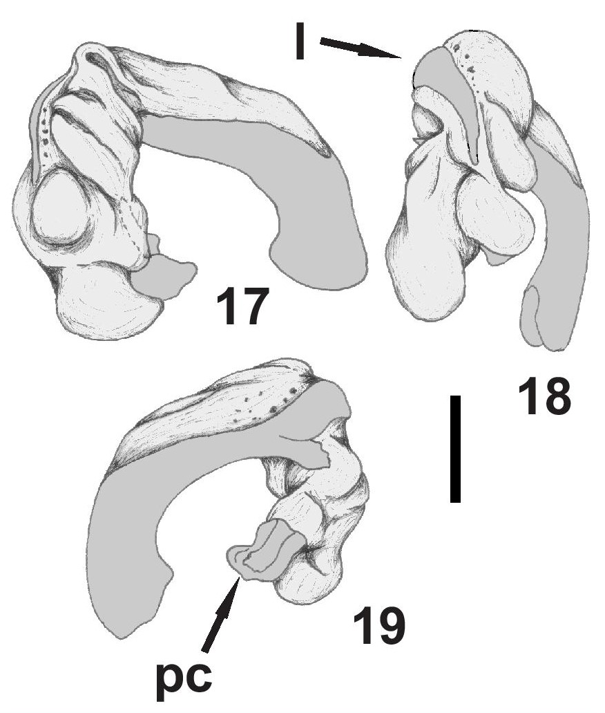 Figs. 17-19. L&oacute;bulo medio de Cnemalobus gustavoi n. sp. 17. Vista lateral izquierda. 18. Vista frontal. 19. Vista lateral derecha.