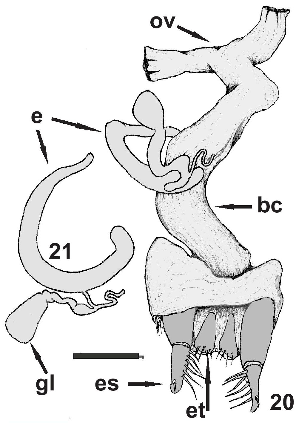 Figs. 20-21. Cnemalobus gustavoi n. sp., genitalia femenina. 20. Vista general. 21. Espermateca y gl&aacute;ndula accesoria.