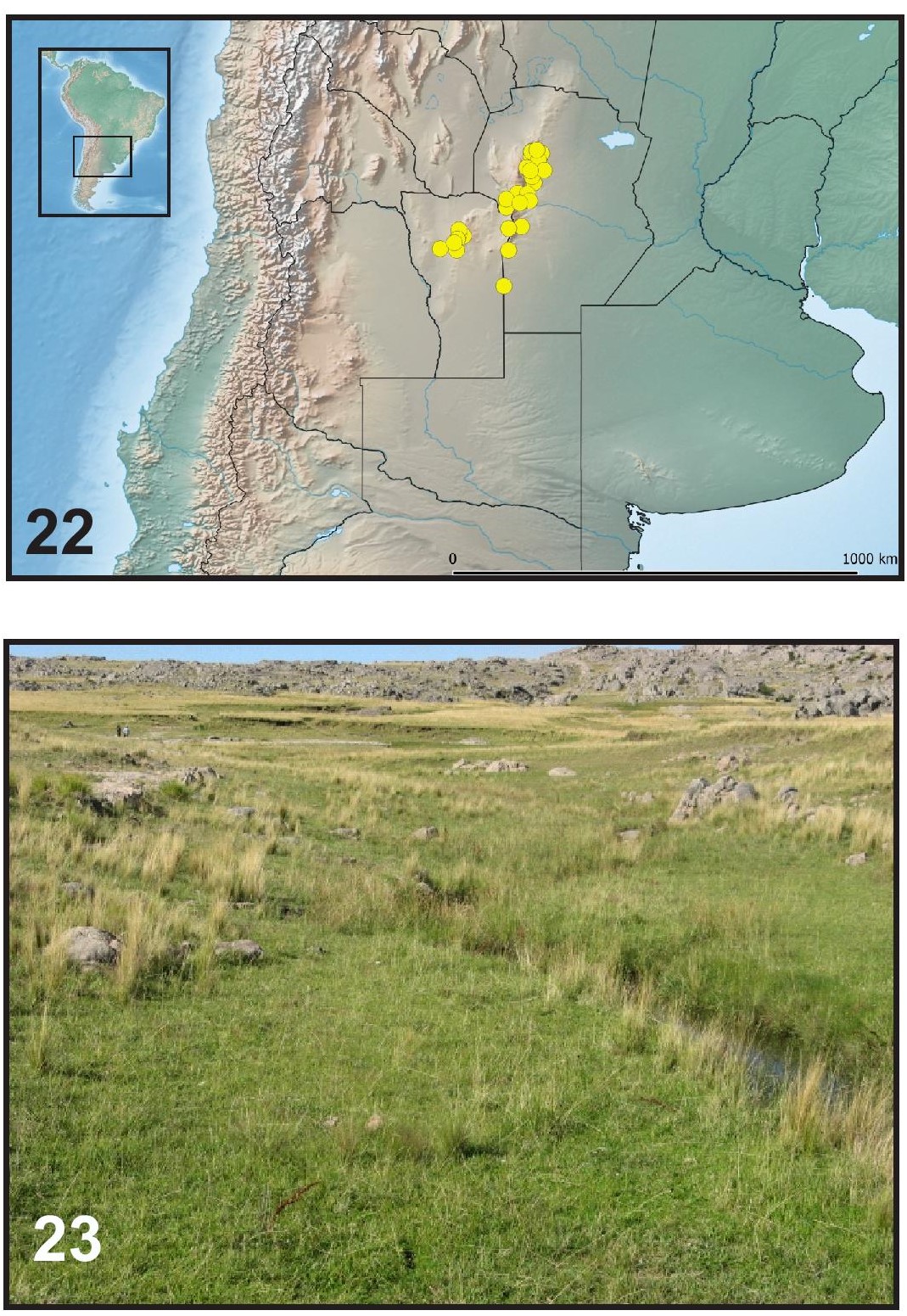 Figs. 22-23. Hallazgos de Cnemalobus gustavoi n. sp. 22. Distribuci&oacute;n de C. gustavoi n. sp. (c&iacute;rculo amarillo). 23. Pastizal de altura, Sierra de San Luis, en cercan&iacute;as del Cerro El Amago, San Luis, donde fue colectado C. gustavoi n. sp.