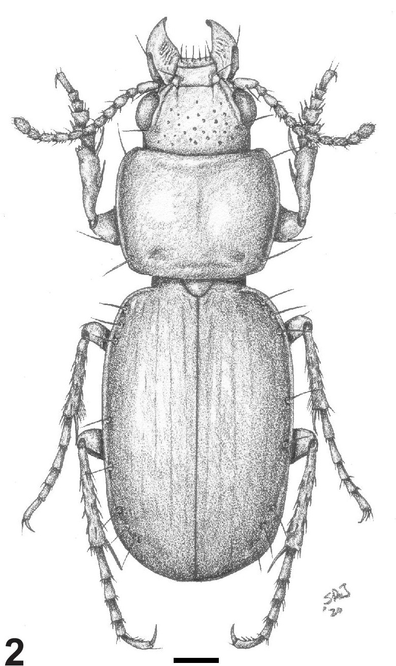 Fig. 2. Vista dorsal del macho de Baripus (Baripus) merloensis n. sp.