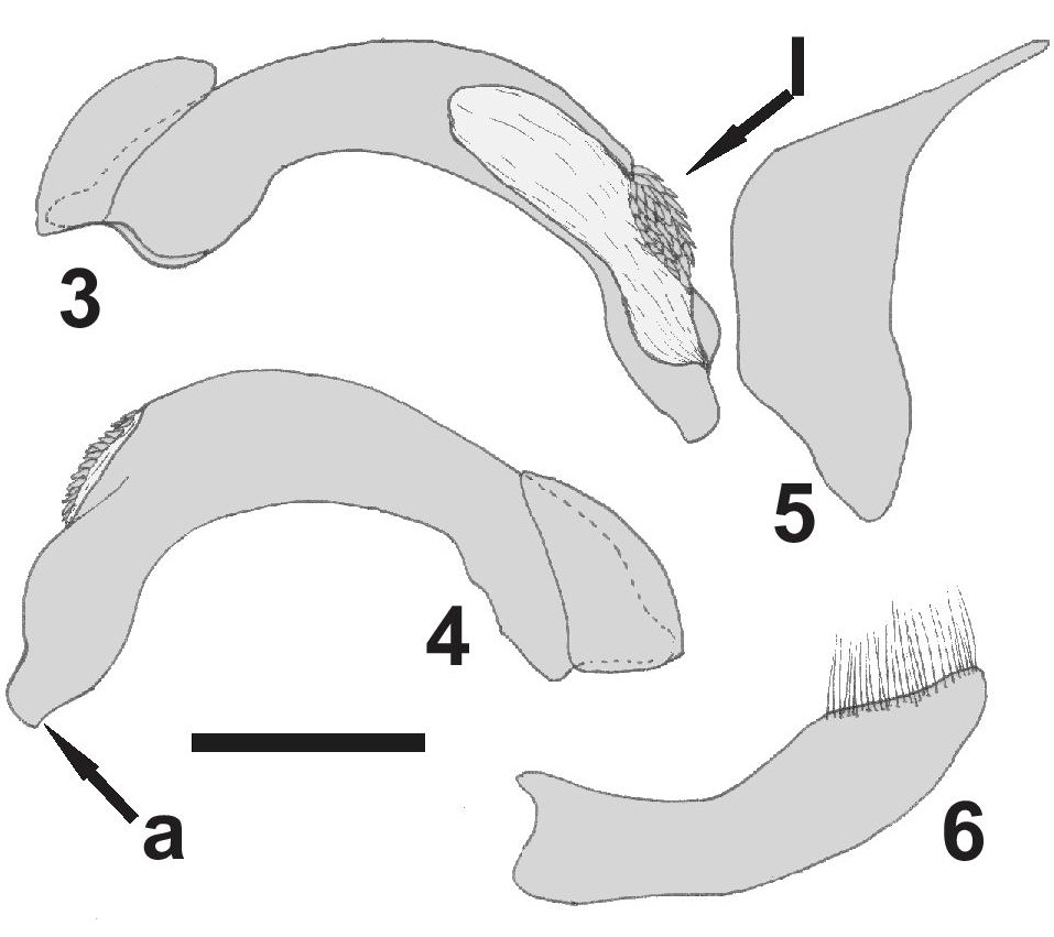 Figs. 3-6. Baripus (Baripus) merloensis n. sp. 3. L&oacute;bulo medio, vista lateral izquierda. 4. L&oacute;bulo medio, vista lateral derecha. 5. Par&aacute;mero izquierdo. 6. Par&aacute;mero derecho.