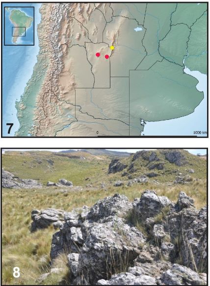 Figs. 7-8. Hallazgos de Baripus (Baripus) puntano n. sp. y Baripus (Baripus) merloensis n. sp. 7. Distribuci&oacute;n de B.puntano n. sp. (c&iacute;rculo rojo) y B. merloensis n. sp.(c&iacute;rculo amarillo). 8. Pastizal de altura, Sierra de Comechingones, en cercan&iacute;as de la Ciudad de Merlo, San Luis, donde B. merloensis n. sp. fue colectado.