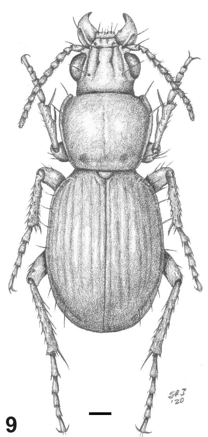 Fig. 9. Vista dorsal del macho de Baripus (Baripus) puntano n. sp.