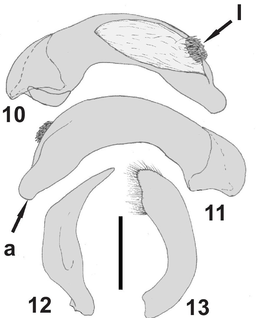Figs. 10-13. Baripus (Baripus) puntano n. sp., genitalia masculina. 10. L&oacute;bulo medio, vista lateral izquierda. 11. L&oacute;bulo medio, vista lateral derecha. 12. Par&aacute;mero izquierdo. 13. Par&aacute;mero derecho.