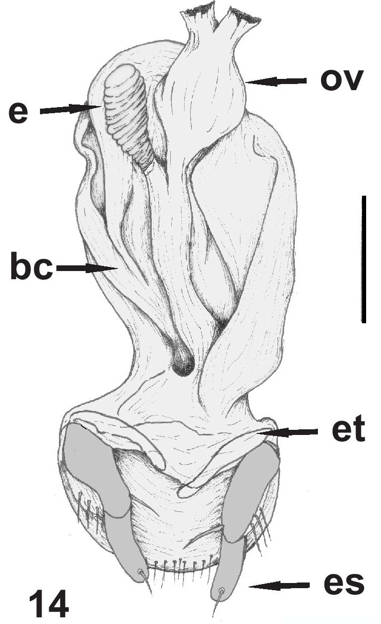 Fig. 14. Baripus (Baripus) puntano n. sp., genitalia femenina.