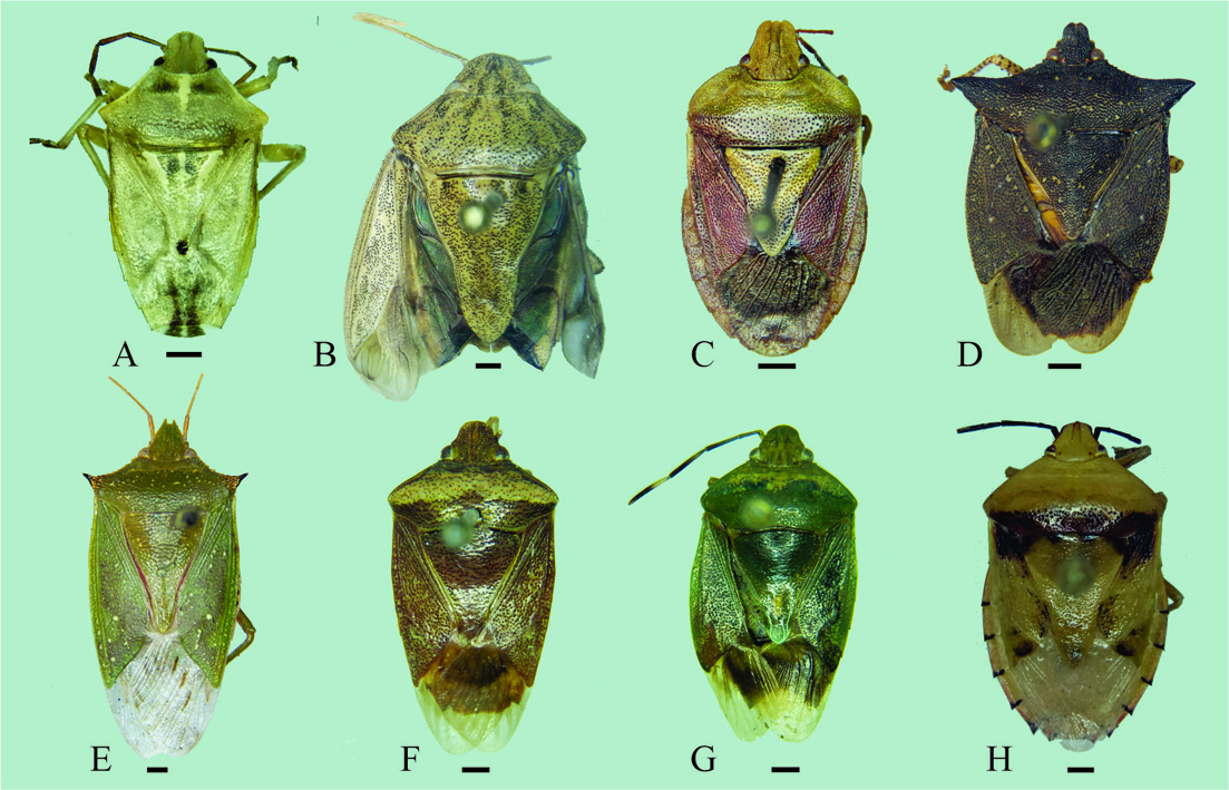 Fig. 1. Dorsal habitus of species of Pentatomidae recorded for the first time in Argentina. A. Tylospilus peruvianus (Horv&aacute;th), B. Cataulax froeschneri Grazia, Campos & Becker, C. Acledra breviscutata Breddin, D. Mitripus acutus (Dallas), E. Mayrinia variegata (Distant), F. Banasa peruana Thomas, G. Banasa dolabrata Thomas, H. Grazia tincta (Distant)