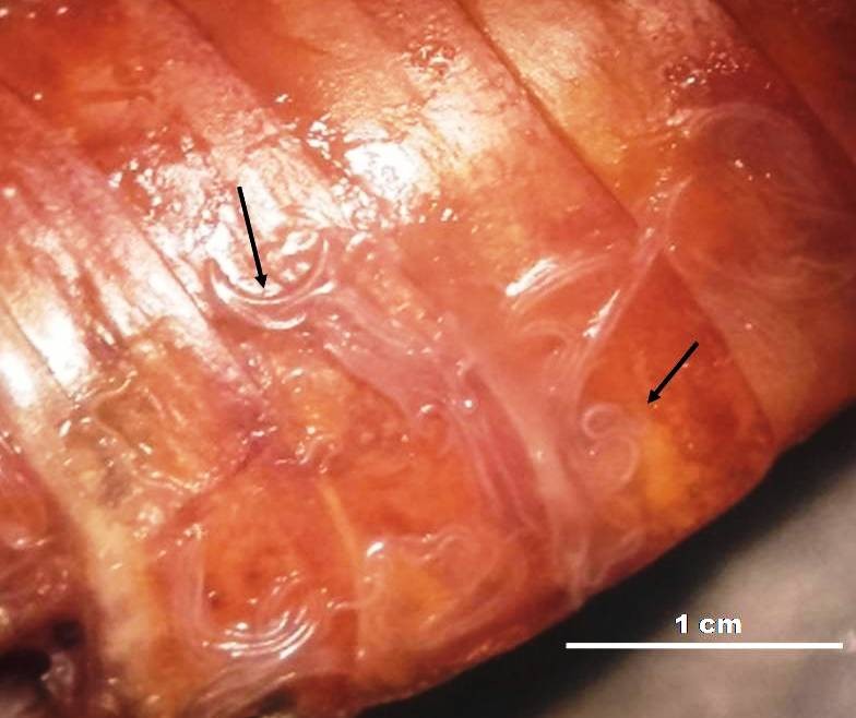 Fig. 4. Nematodos observados en el abdomen de Periplaneta americana (flechas).