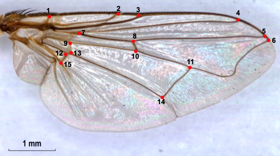 Fig. 1. Puntos de referencia utilizados para el an&aacute;lisis morfom&eacute;trico en el ala derecha de Musca domestica.