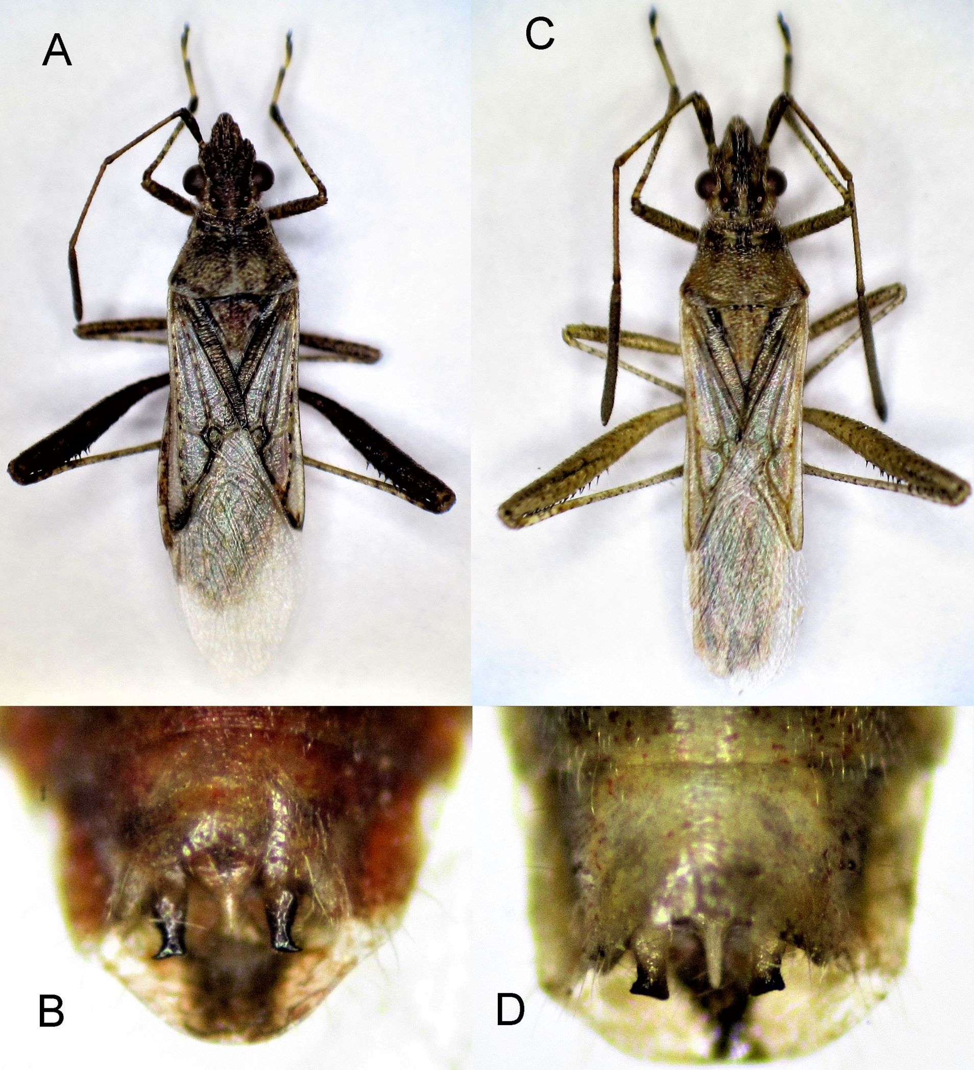 Fig. 1. Xenogenus gracilis: A. habitus. B. male genitalia; X. picturatum: C. habitus. D. male genitalia.