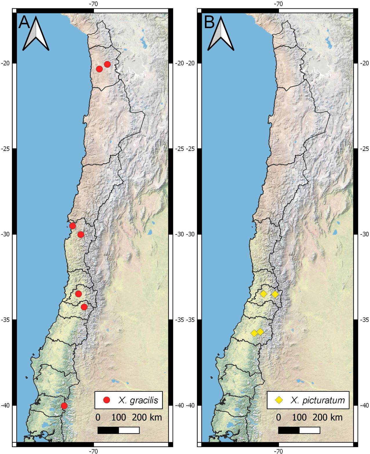 Fig. 2. Records of Xenogenus gracilis (A) and Xenogenus picturatum (B) in Chile.