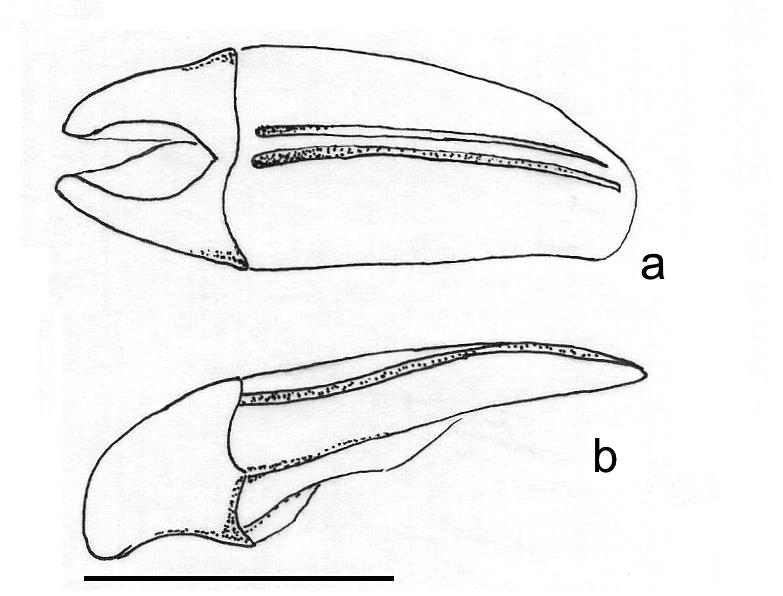Fig. 4. Anaides joaquini n. sp., male parameres and phallobase. a. dorsal view. b. lateral view.