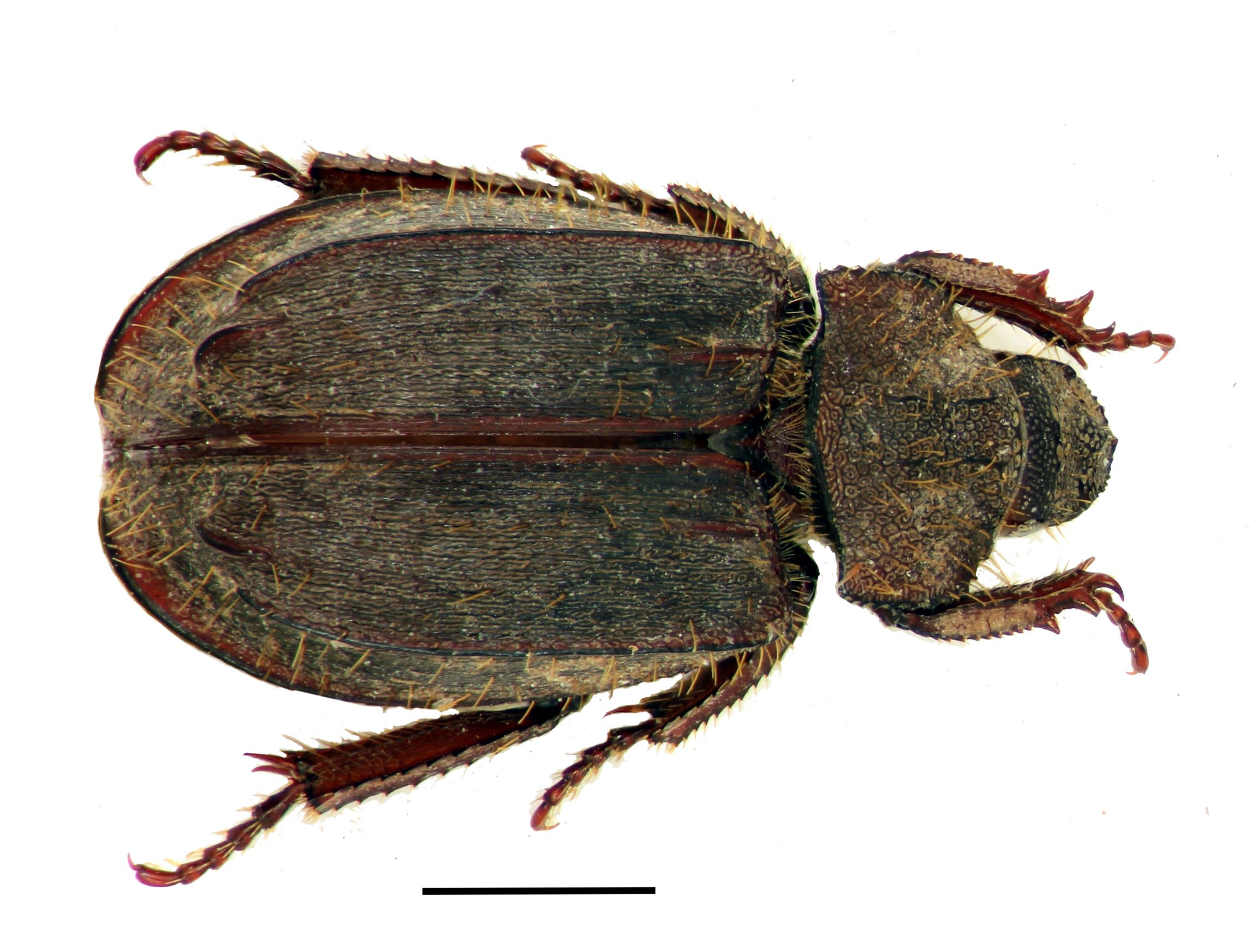 Fig. 1. Anaides felicitae n. sp., holotype, male.
