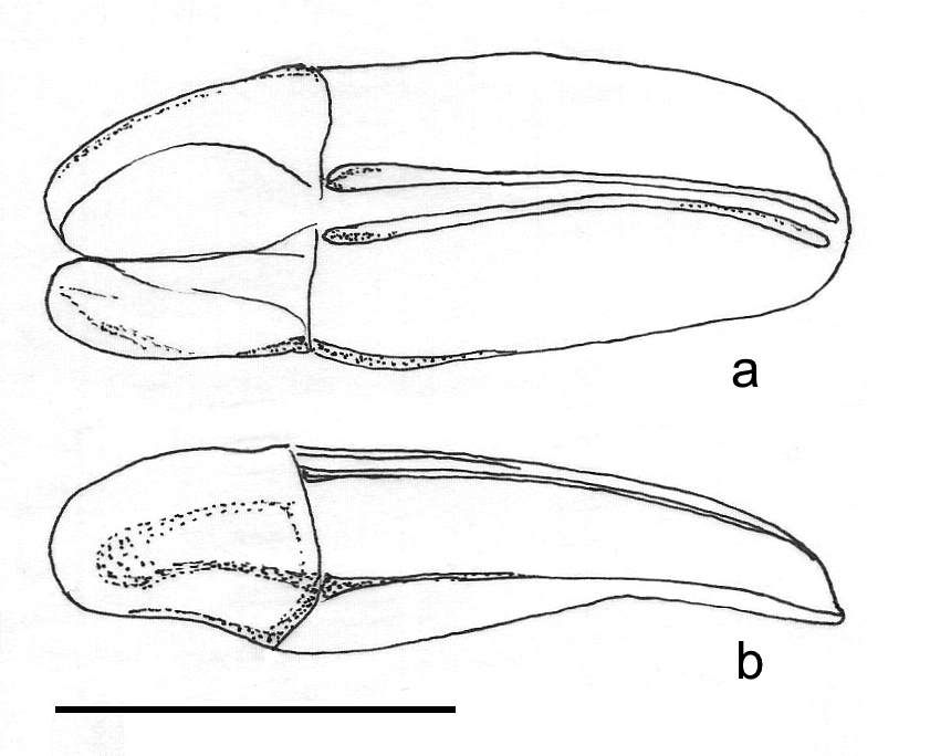 Fig. 2. Anaides felicitae n. sp., male parameres and phallobase. a. dorsal view. b. lateral view.