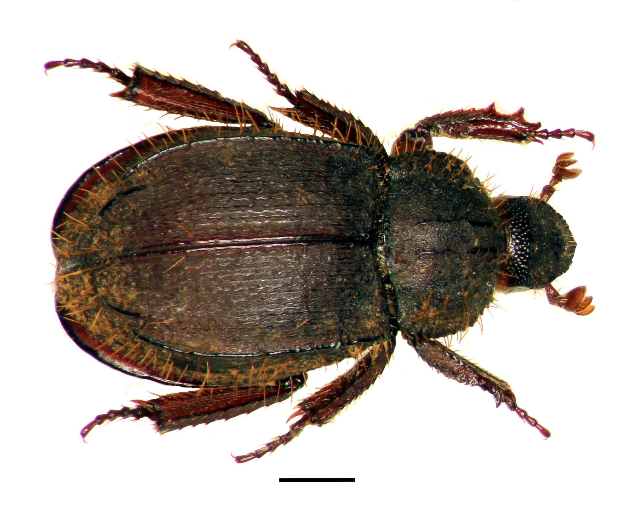 Fig. 3. Anaides joaquini n. sp., holotype male.