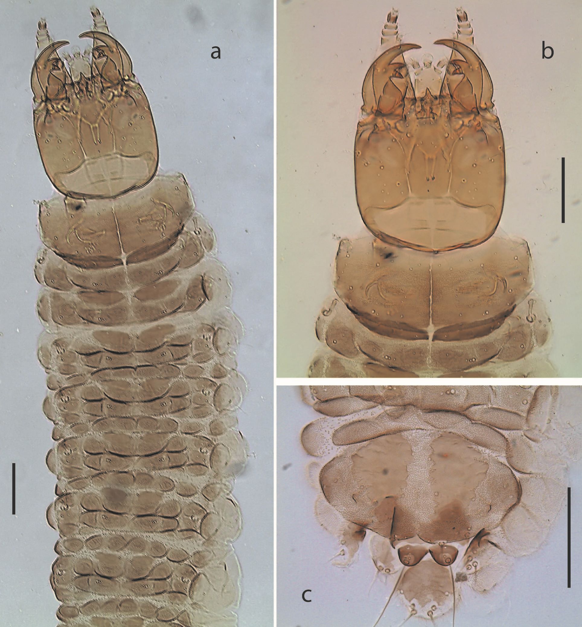 Fig. 1. Chaetarthria bruchi, first instar larva. a. habitus, dorsal view. b. detail of head capsule and prothorax, dorsal view. c. detail of abdominal segment VIII, dorsal view.