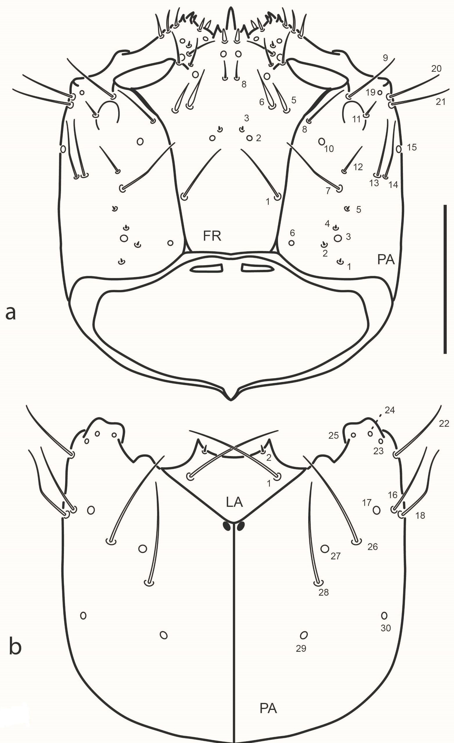 Fig. 2. Chaetarthria bruchi, first instar larva, head capsule. a. dorsal view. b. ventral view.