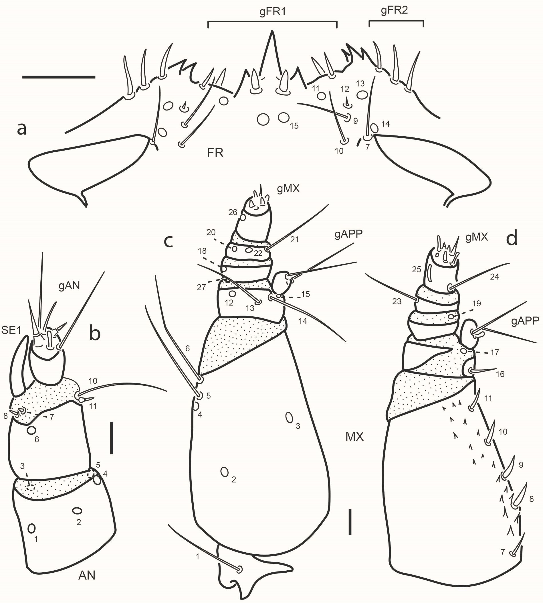 Fig. 3. Chaetarthria bruchi, first instar larva. a. detail of clipeolabrum, dorsal view. b. left antenna, dorsal view. c. left maxilla, ventral view. d. left maxilla, dorsal view.