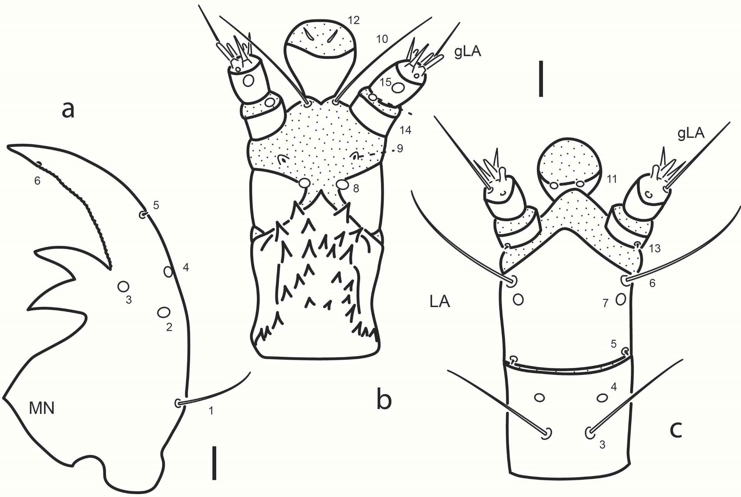 Fig. 4. Chaetarthria bruchi, first instar larva. a. right mandible, dorsal view. b. labium, dorsal view. c. labium, ventral view.
