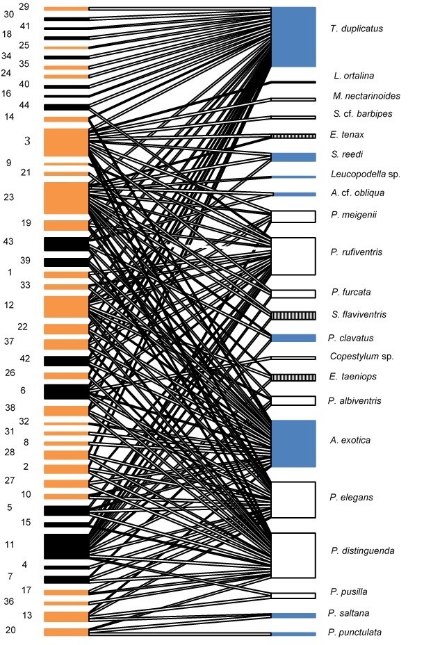 Fig. 1. Red cuantitativa de interacciones entre las moscas de las flores (Diptera: Syrphidae) y sus plantas hu�spedes en la Estancia San Claudio (C. Casares, Prov. de Buenos Aires), un agroecosistema pampeano.