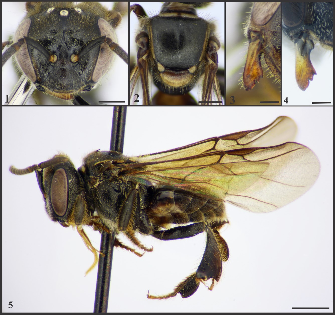 Figs. 1-5. Worker of Plebeia mansita sp. nov. 1, head in frontal view; 2, mesosoma in dorsal view; 3, detail of mandible; 4, detail of mandible of Plebeia saiqui; 5, lateral view.