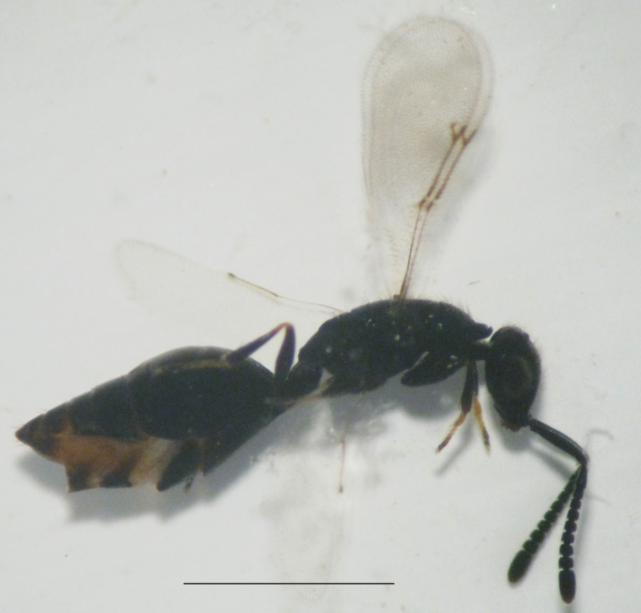 Fig. 1. Hembra de Spalangia endius, vista lateral. Escala = 1mm