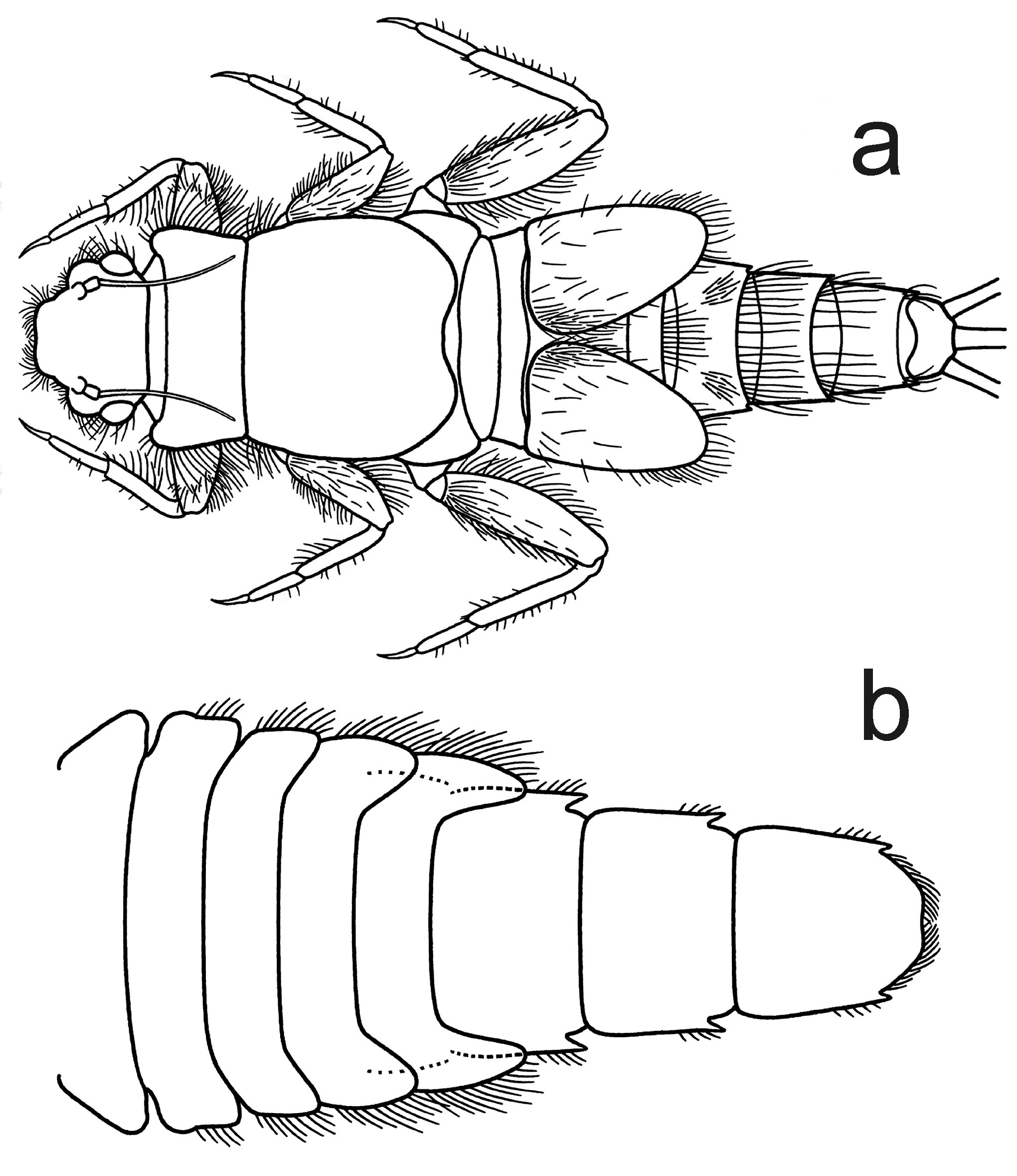 Fig. 1 . Tricorythodes barbus, larva. a. habitus, dorsal view. b. abdomen, ventral outline.