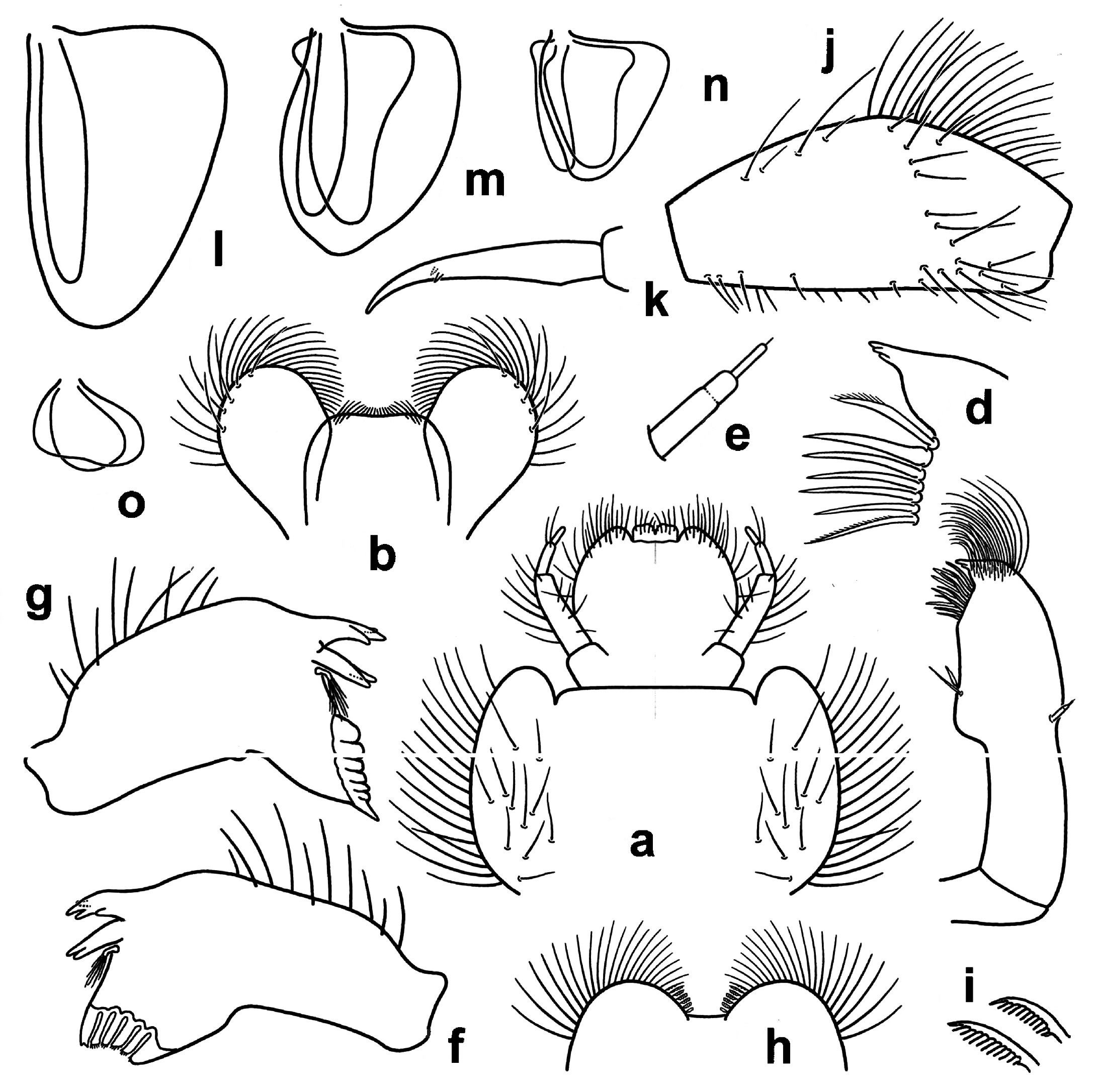 Fig. 2. Tricorythodes barbus, larva. a. labium, ventral view. b. hypopharynx, ventral view. c. maxilla, ventral view. d, galelacinia, anterio-medial part. e. maxillary palpus. f. left mandible, dorsal view. g. right mandible, dorsal view. h. labrum, anterior part. i. comb-shaped bristles from antero-submedial margin of labrum. j, fore femur, dorsal view. k, fore claw. l. gill II, ventral view. m, gill III, ventral view. n, gill V, ventral view. o, gill VI, ventral view.
